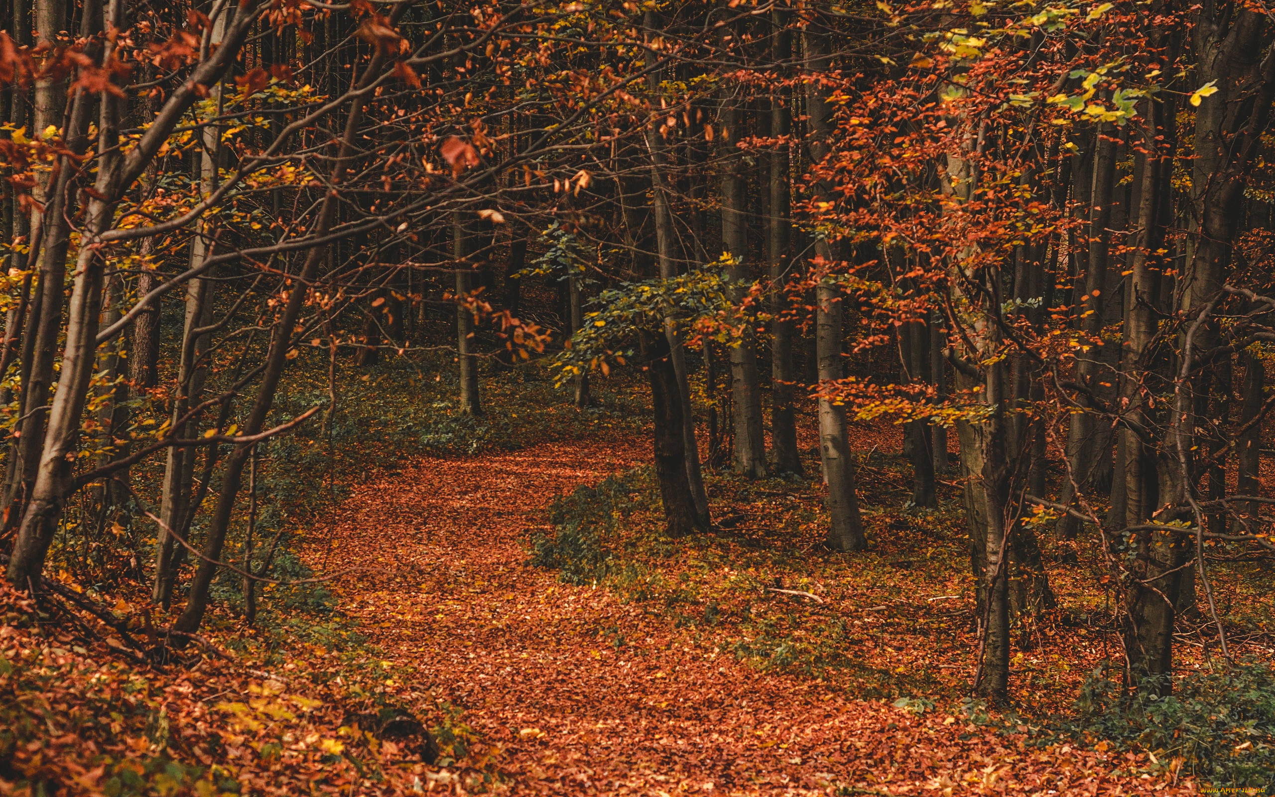 Осенний лес Эстетика